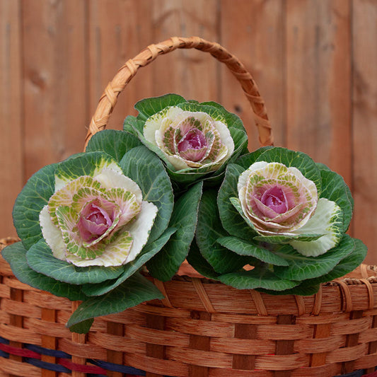 Ornamental Kale Crane Bicolor F1 Seed