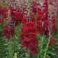 Snapdragon Potomac Royal F1 Seed