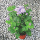 Ageratum Blue Planet F1 Seed