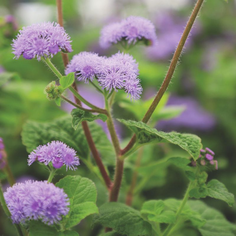 Ageratum Blue Planet F1 Seed