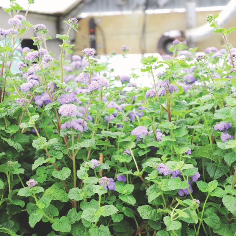 Ageratum Blue Planet F1 Seed