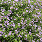 Bacopa Blutopia® Seed