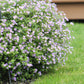 Bacopa Blutopia® Seed