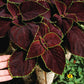 Coleus Chocolate Mint Seed