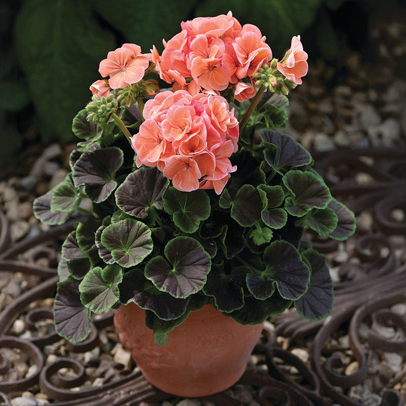 Geranium Bulls Eye Mix F1 Seed
