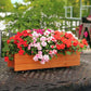 Impatiens Athena Mix F1 Seed