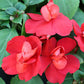 Impatiens Athena Mix F1 Seed