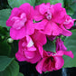 Impatiens Athena Mix F1 Seed