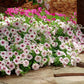 Petunia Shock Wave Pink Vein F1 Seed