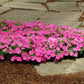 Petunia Shock Wave Rose F1 Seed