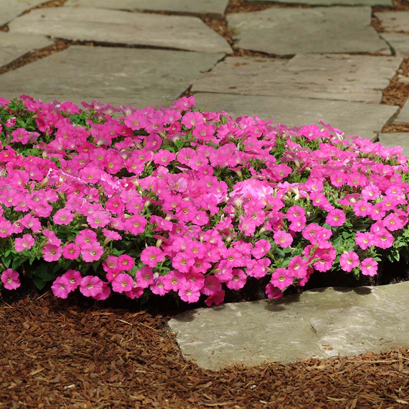 Petunia Shock Wave Rose F1 Seed