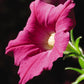 Petunia Shock Wave Rose F1 Seed
