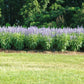 Salvia Fairy Queen Seed