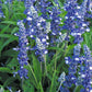 Salvia Fairy Queen Seed
