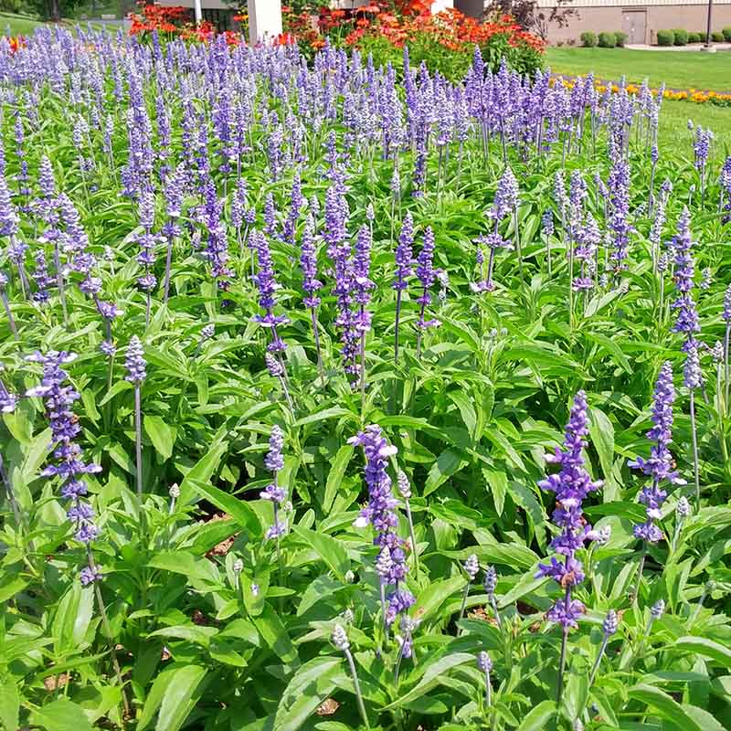 Salvia Fairy Queen Seed