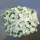 Petunia Opera Supreme White F1 Seed