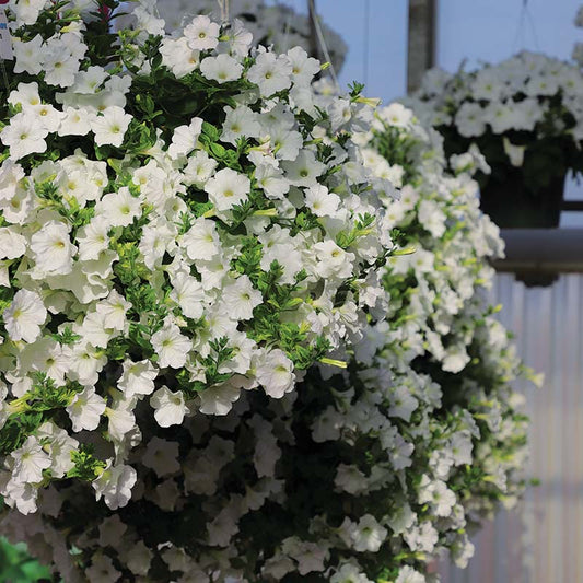 Petunia Opera Supreme White F1 Seed