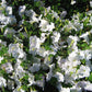 Petunia Opera Supreme White F1 Seed