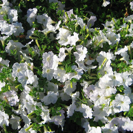 Petunia Opera Supreme White F1 Seed