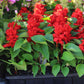 Salvia Reddy Mix Seed