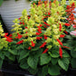 Salvia Reddy Mix Seed