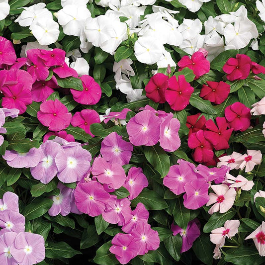 Vinca Cora Mix F1 Seed