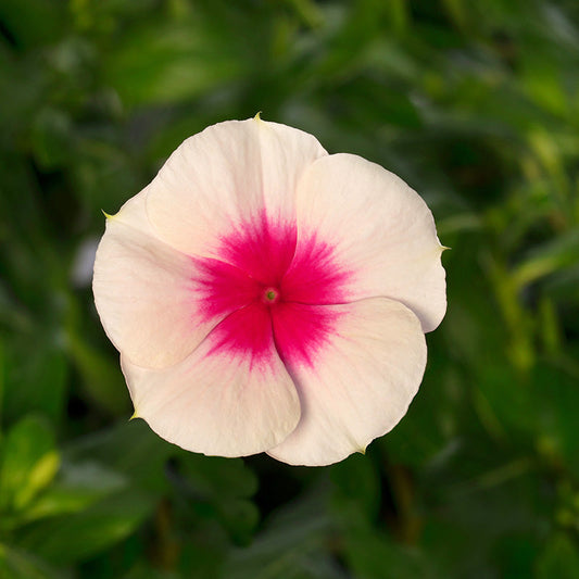 Vinca Cora Mix F1 Seed