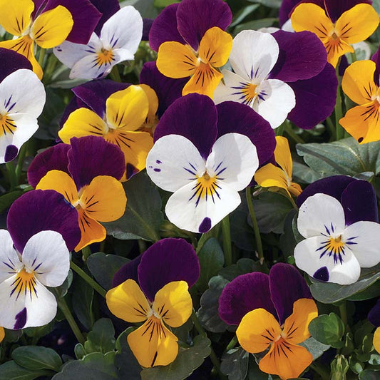 Viola Penny Jump Up Mix F1 Seed
