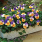 Viola Penny Jump Up Mix F1 Seed
