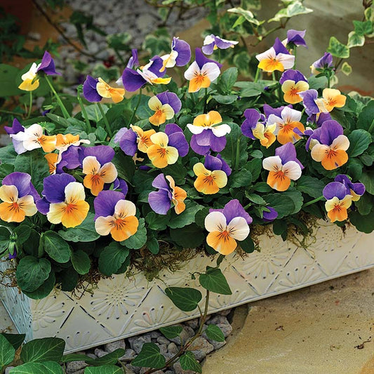 Viola Penny Jump Up Mix F1 Seed