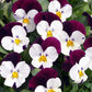 Viola Penny Jump Up Mix F1 Seed