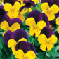 Viola Penny Jump Up Mix F1 Seed