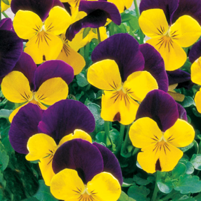 Viola Penny Jump Up Mix F1 Seed
