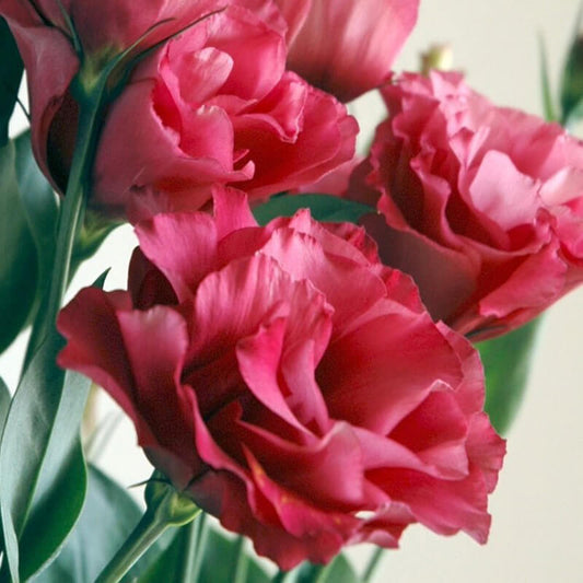 Lisianthus Mariachi Carmine Seed