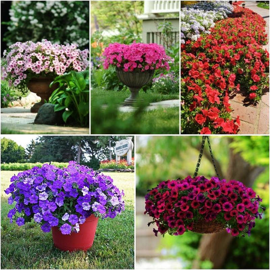 Petunia Shock Wave F1 Collection Seed