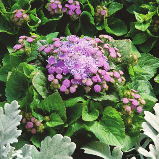Ageratum Aloha Blue F1 Seed