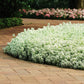 Alyssum Clear Crystals White Seed