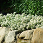 Alyssum Clear Crystals White Seed