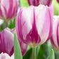 Tulip Bulbs Flaming Flag and Purple Flag Collection Blooms Species Growing Bonsai Roots Rhizomes Corms Tubers Potted Planting Reblooming Fragrant Garden Flower Seeds Plant