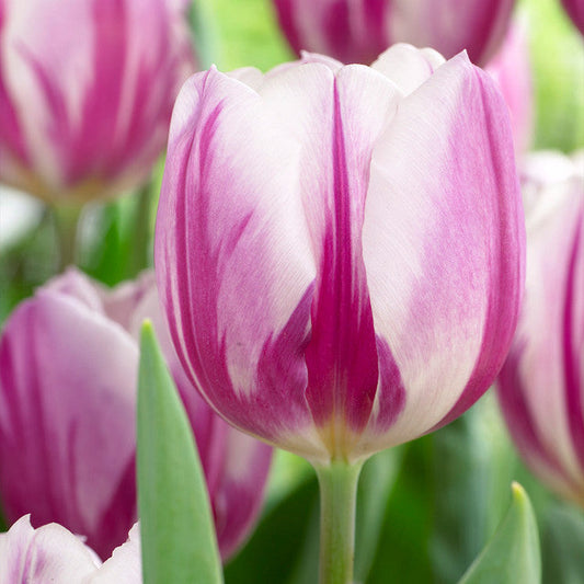Tulip Bulbs Flaming Flag and Purple Flag Collection Blooms Species Growing Bonsai Roots Rhizomes Corms Tubers Potted Planting Reblooming Fragrant Garden Flower Seeds Plant