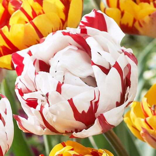 20 Tulip Golden Nizza/Carnival De Nice Collection Bulbs Blooms Species Growing Bonsai Roots Rhizomes Corms Tubers Potted Planting Reblooming Fragrant Garden Flower Seeds Plant