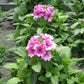 Verbena Tuscany Orchid Frost Seed