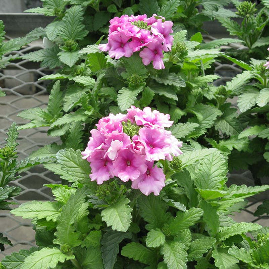 Verbena Tuscany Orchid Frost Seed