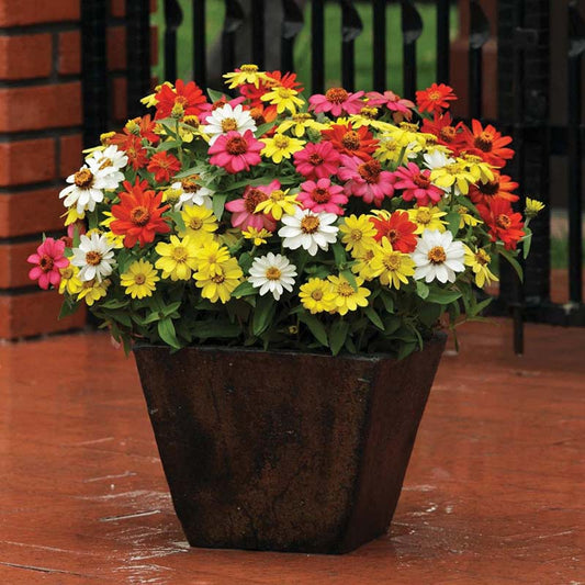 Zinnia Zahara Mix Seed