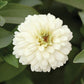 Zinnia Zahara Mix Seed