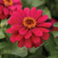 Zinnia Zahara Mix Seed