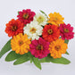 Zinnia Profusion Double Mix Seed