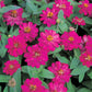 Zinnia Profusion Double Mix Seed