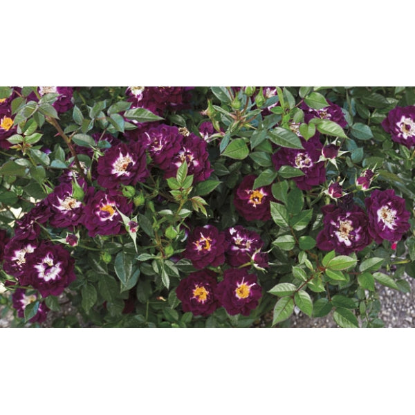 Diamond Eyes Rose Seedlings Flower Seeds Perennial Growing Bonsai Corms Tubers Potted Planting Reblooming Fragrant Garden Roots Rhizomes Species Blooms Plant Bulbs Gardening Tree