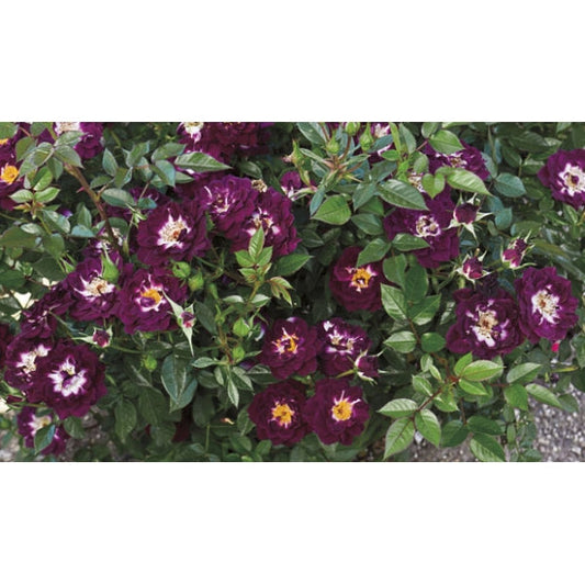 Diamond Eyes Rose Seedlings Flower Seeds Perennial Growing Bonsai Corms Tubers Potted Planting Reblooming Fragrant Garden Roots Rhizomes Species Blooms Plant Bulbs Gardening Tree